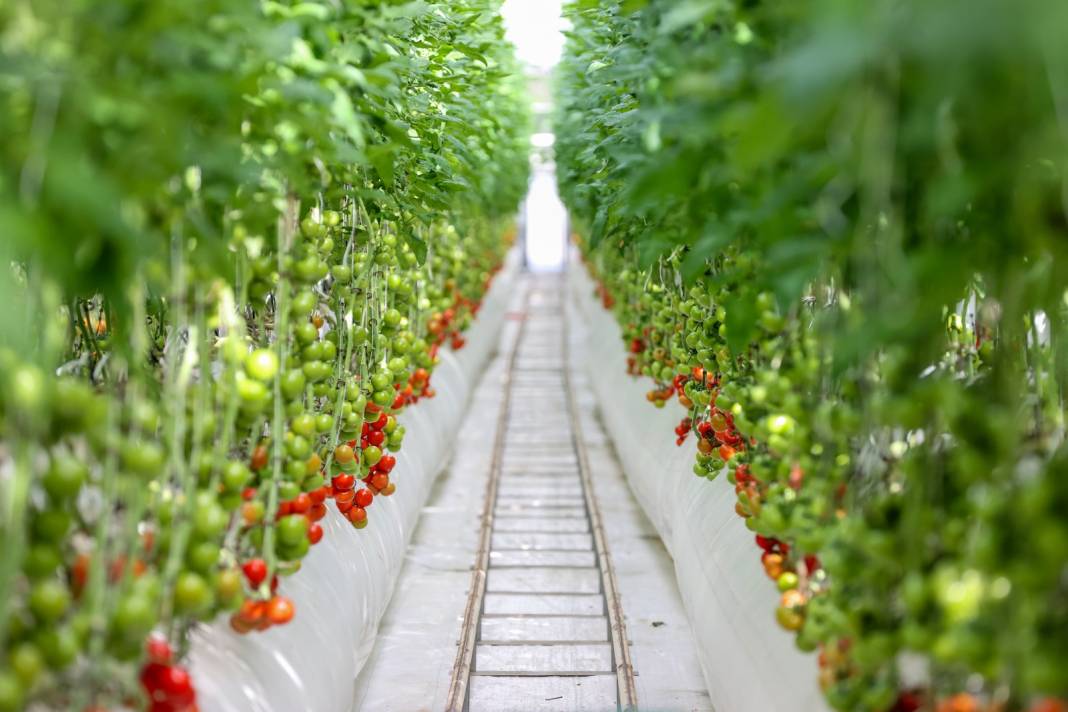 Çürük buharla Konya'da 1600 ton üretiliyor: Yabancı alıcı kapış kapış kaçırmıyor 2